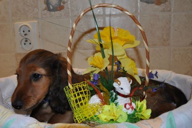 Jamnik d�ugow�osy